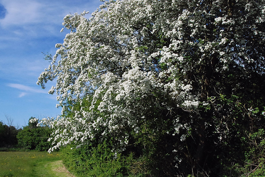 Ilketshall