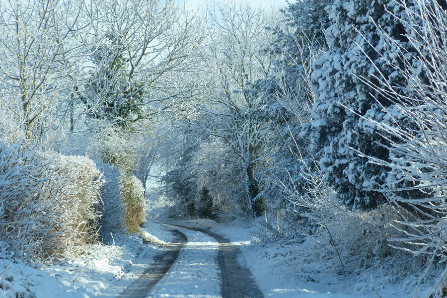 Winter Scene