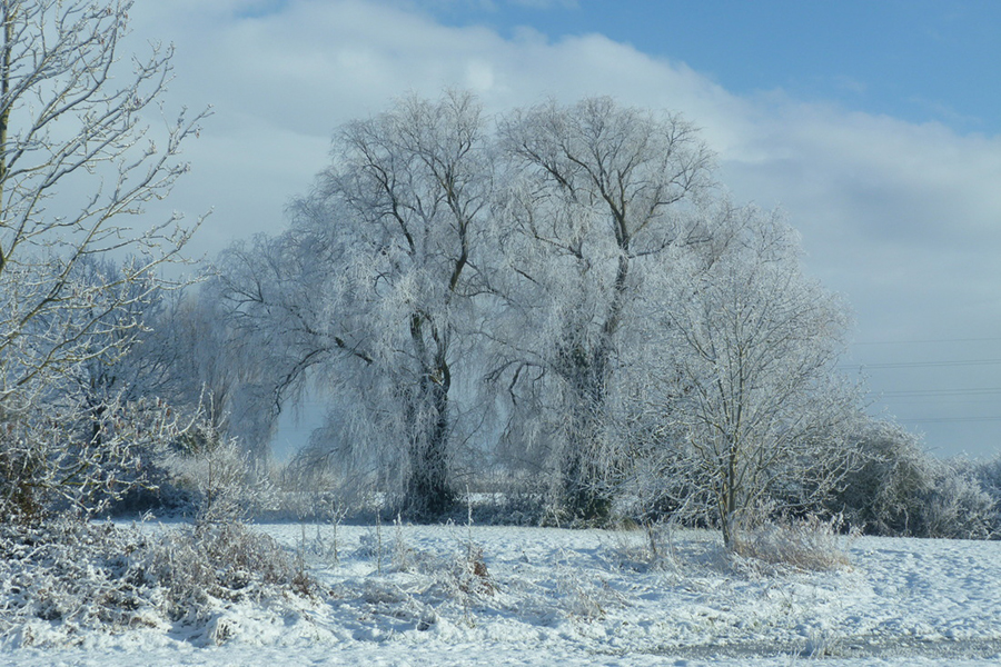 Winter Scene