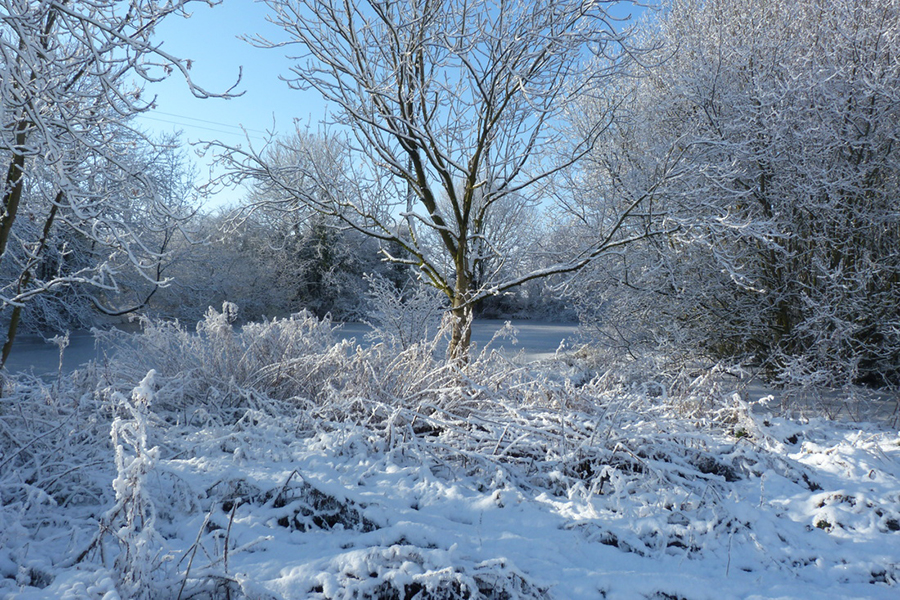 Winter Scene